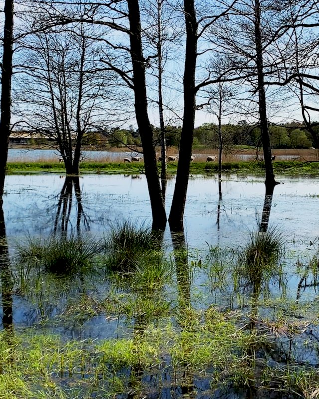 Nabbenin kaupunkikosteikon vettä ja puita.